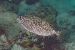 Image of Black spinefoot