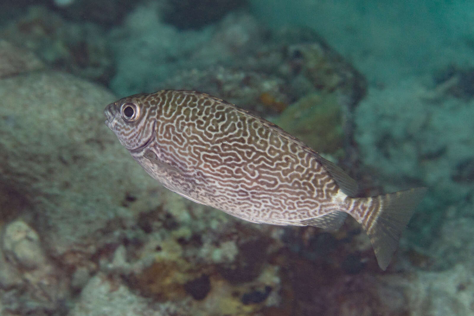 Image of Black spinefoot