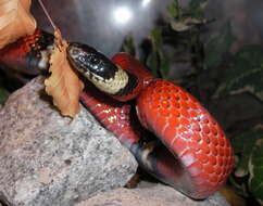 Image of Lampropeltis triangulum nelsoni