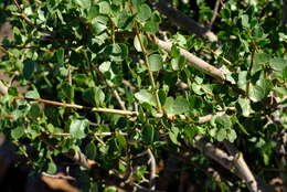 Image of Commiphora namaensis Schinz