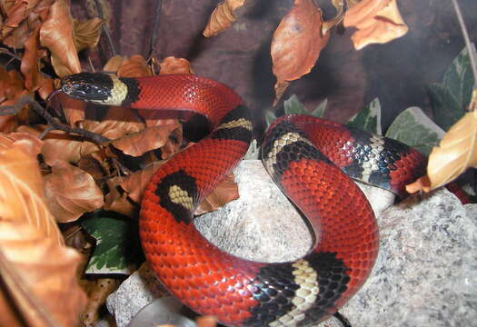 Image of Lampropeltis triangulum nelsoni