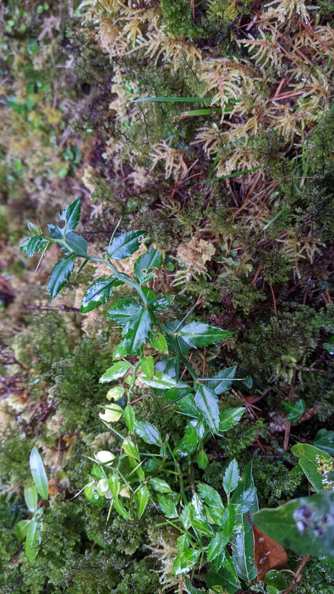 Image of Prinsepia scandens Hayata