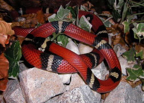 Image of Lampropeltis triangulum nelsoni