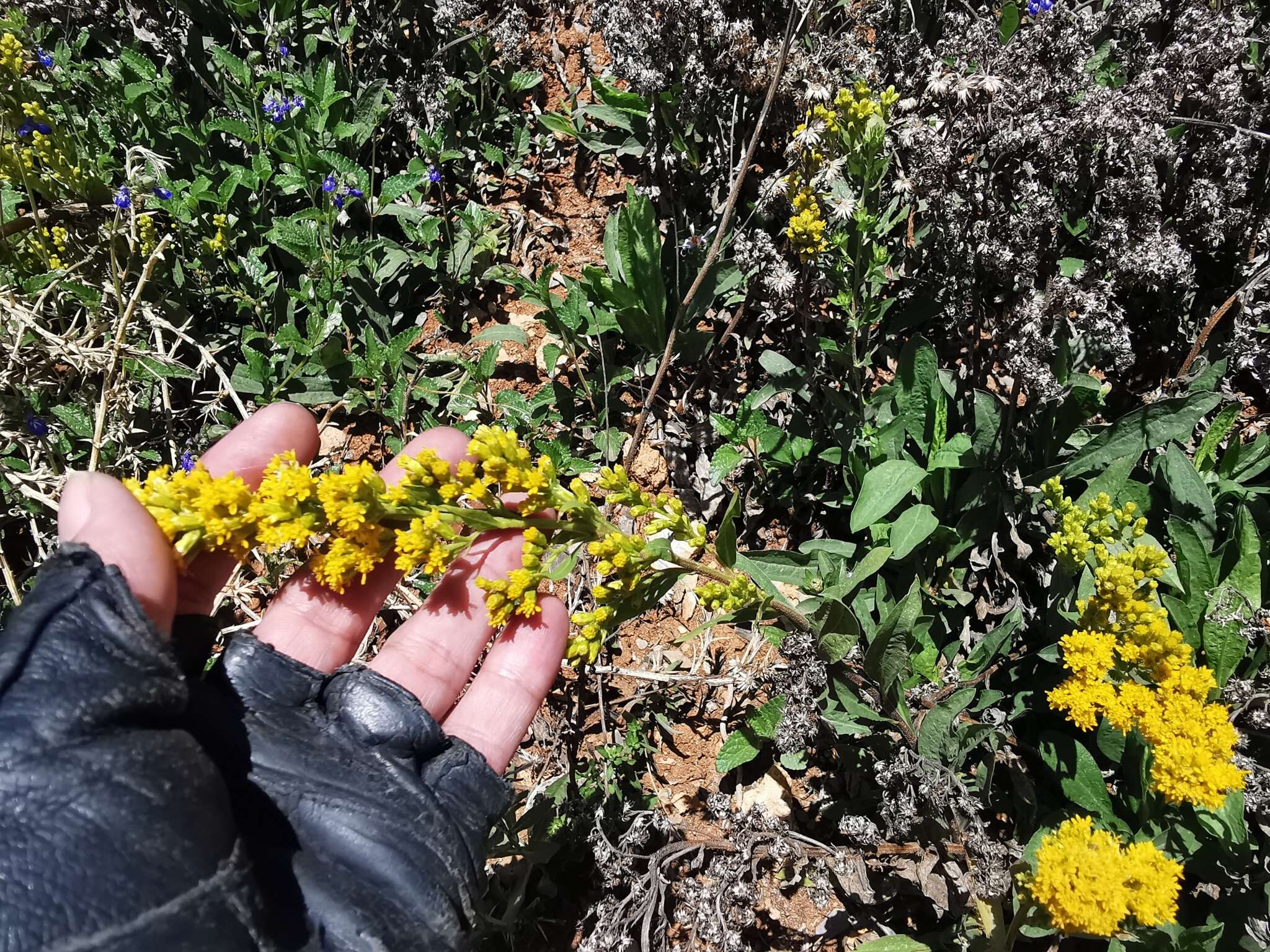 Plancia ëd Solidago hintoniorum G. L. Nesom