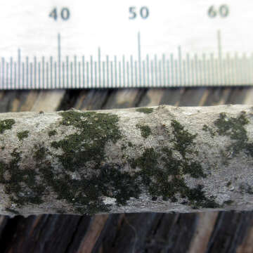 Image of scoliciosporum lichen