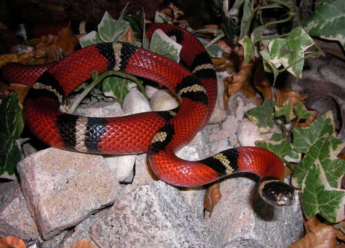 Image of Lampropeltis triangulum nelsoni