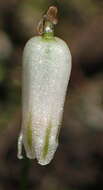 Image of Drimia uniflora J. C. Manning & Goldblatt