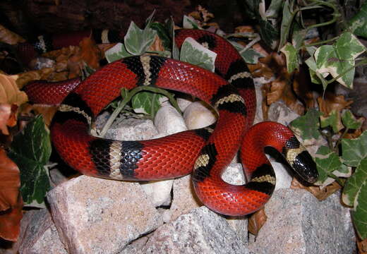 Image of Lampropeltis triangulum nelsoni