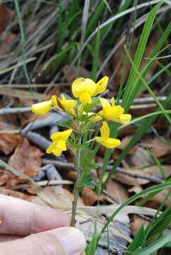 Image de Cytisus emeriflorus Rchb.