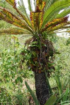 Image of Cycad