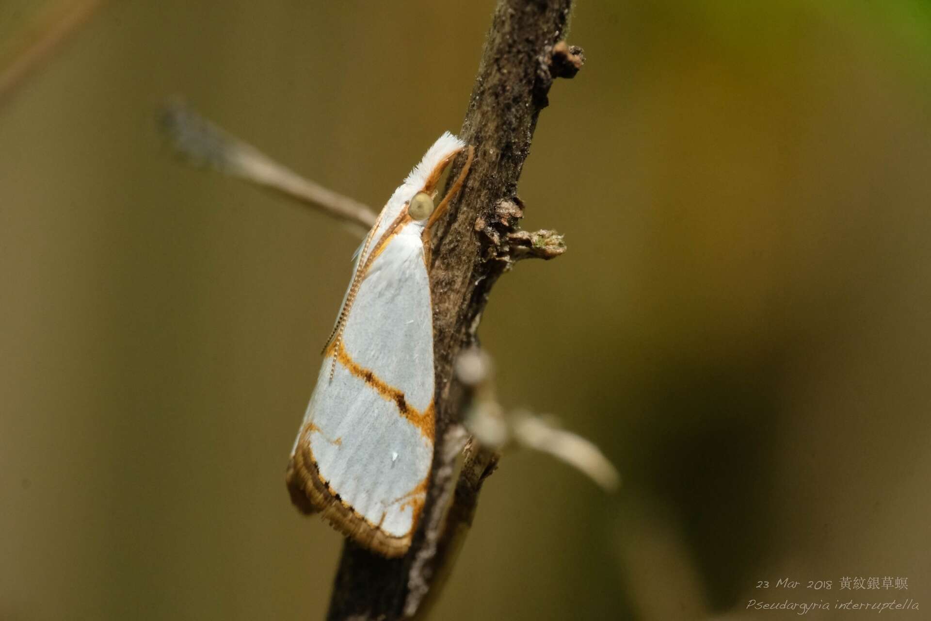 Image of Pseudargyria interruptella Walker 1866