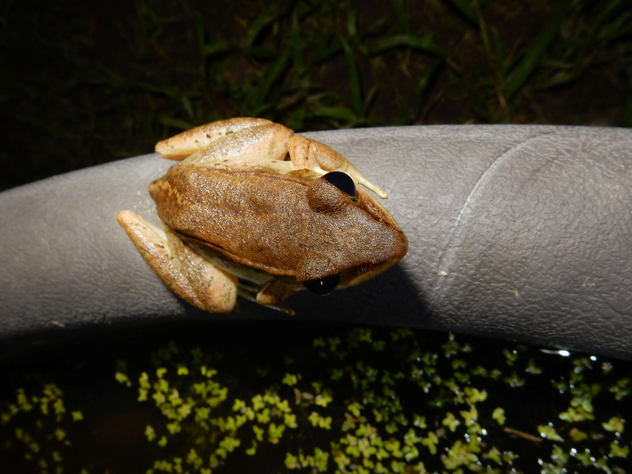 Image of Nidirana adenopleura (Boulenger 1909)