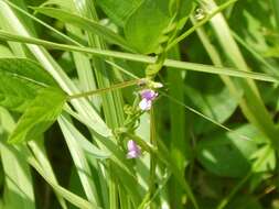 Image of Glycine max subsp. soja (Siebold & Zucc.) H. Ohashi