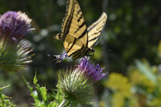 Image of Papilio alexiares garcia Rothschild & Jordan 1906