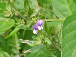 Image of Glycine max subsp. soja (Siebold & Zucc.) H. Ohashi