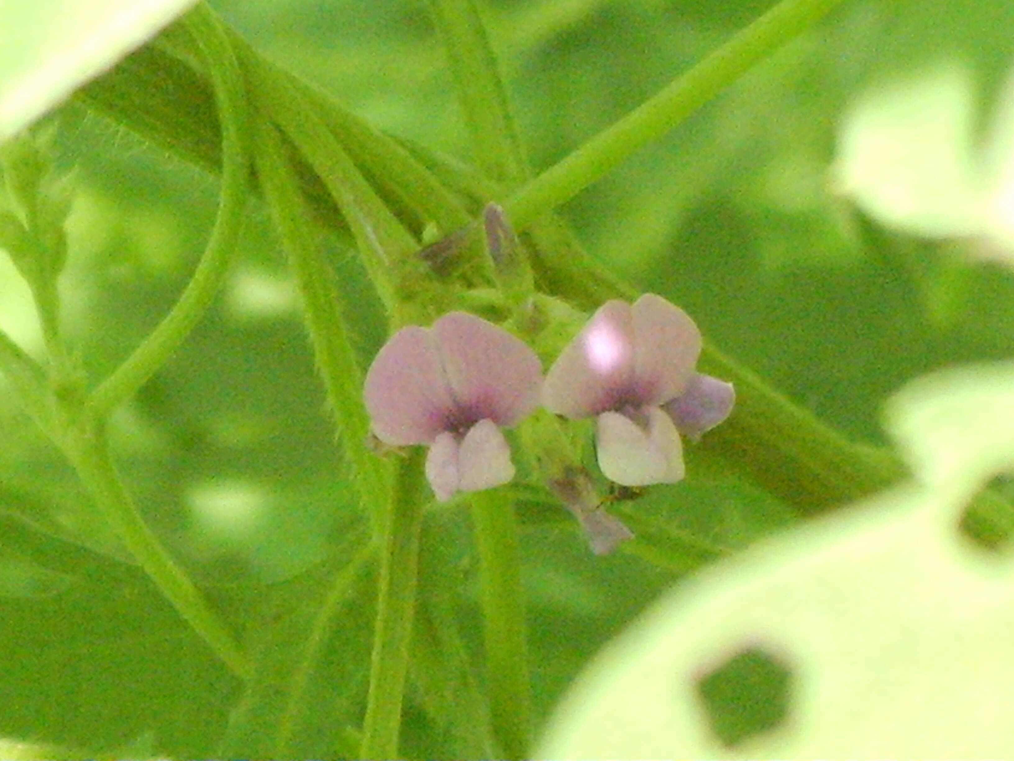 Image of Glycine max subsp. soja (Siebold & Zucc.) H. Ohashi