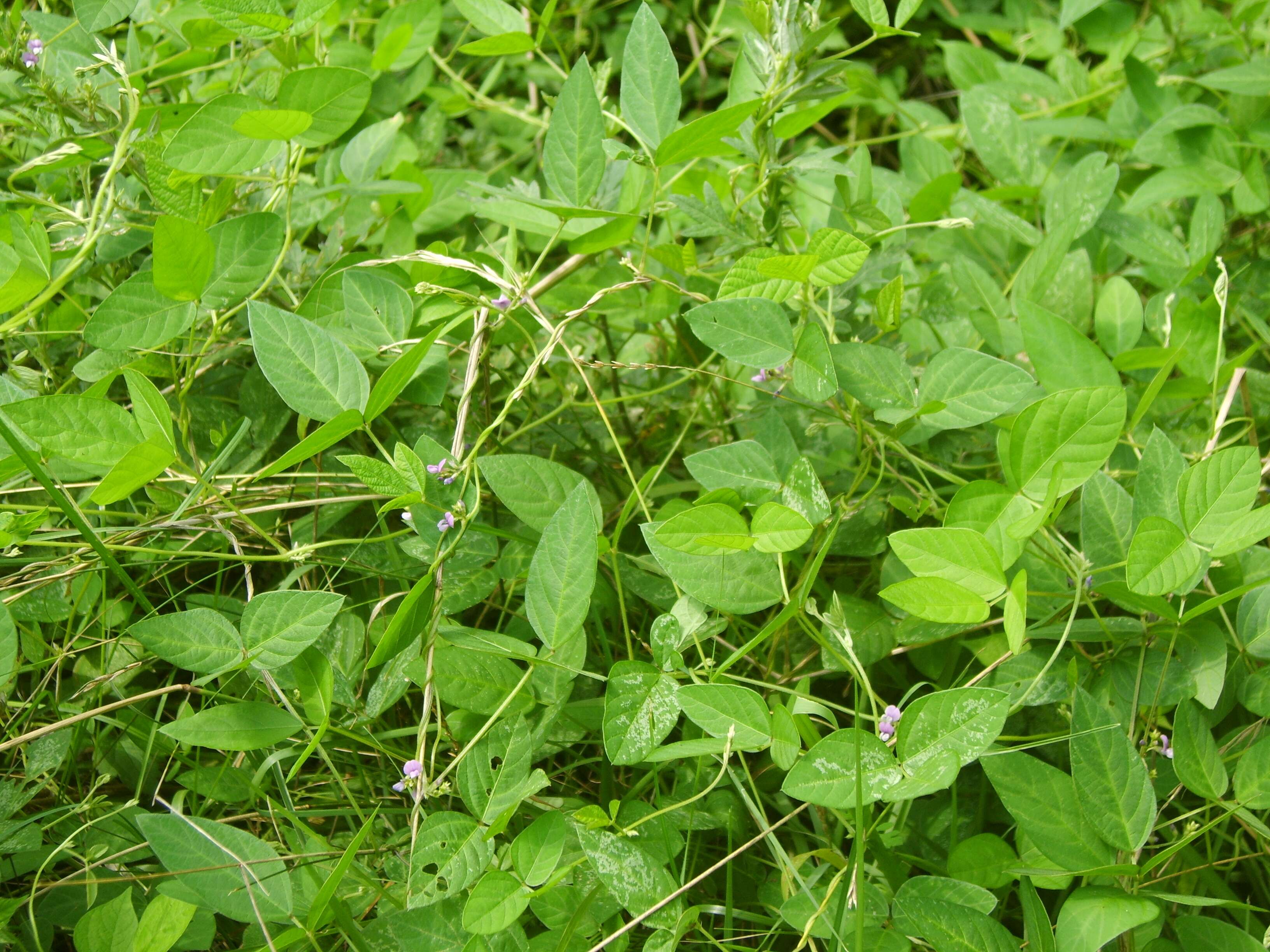 Image of Glycine max subsp. soja (Siebold & Zucc.) H. Ohashi