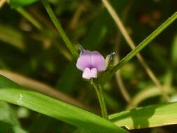 Image of Glycine max subsp. soja (Siebold & Zucc.) H. Ohashi