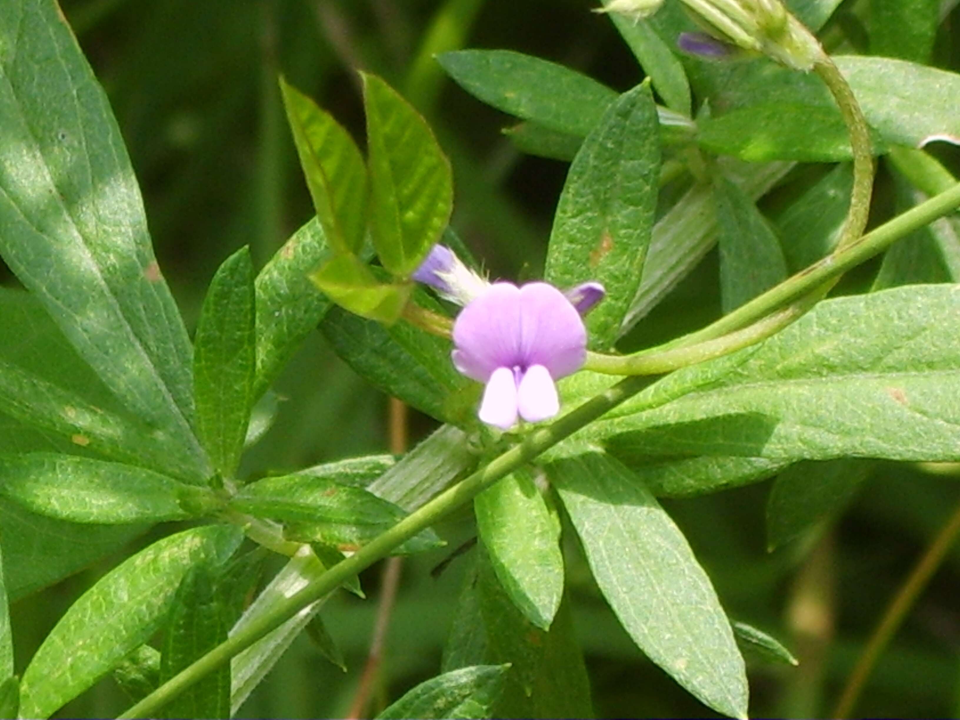 Image of Glycine max subsp. soja (Siebold & Zucc.) H. Ohashi