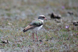 Image of Andean Lapwing