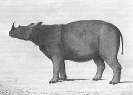 Image of Sumatran Rhinoceros