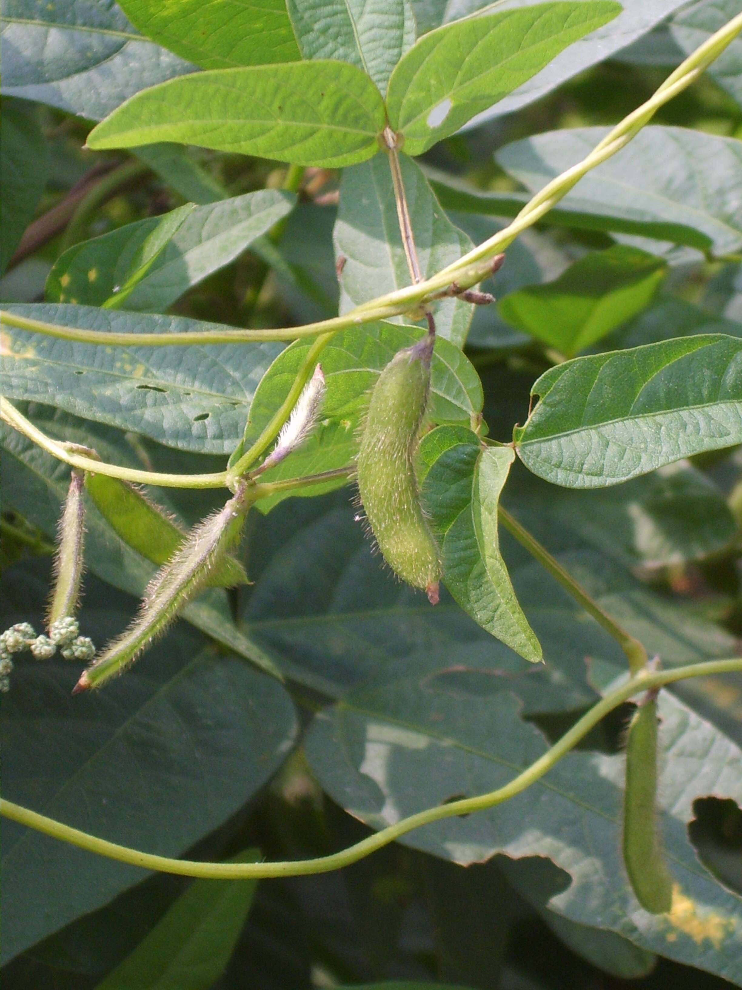 Image of Glycine max subsp. soja (Siebold & Zucc.) H. Ohashi