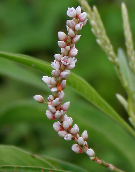 Image of Smooth Smartweed