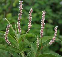 Image of Smooth Smartweed