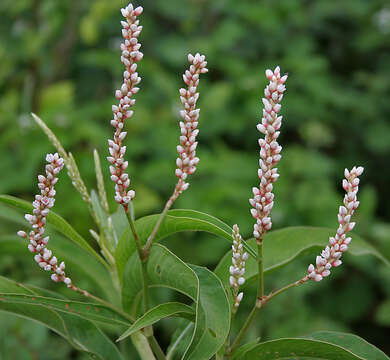 Image de Persicaria glabra (Willd.) Gomez de la Maza