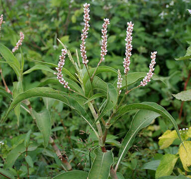 صورة Persicaria glabra (Willd.) Gomez de la Maza