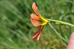 Image of Moraea comptonii (L. Bolus) Goldblatt