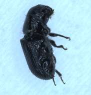 Image of Southern Pine Beetle