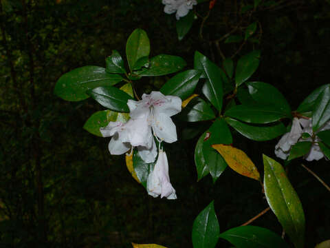 Image of Rhododendron tashiroi Maxim.