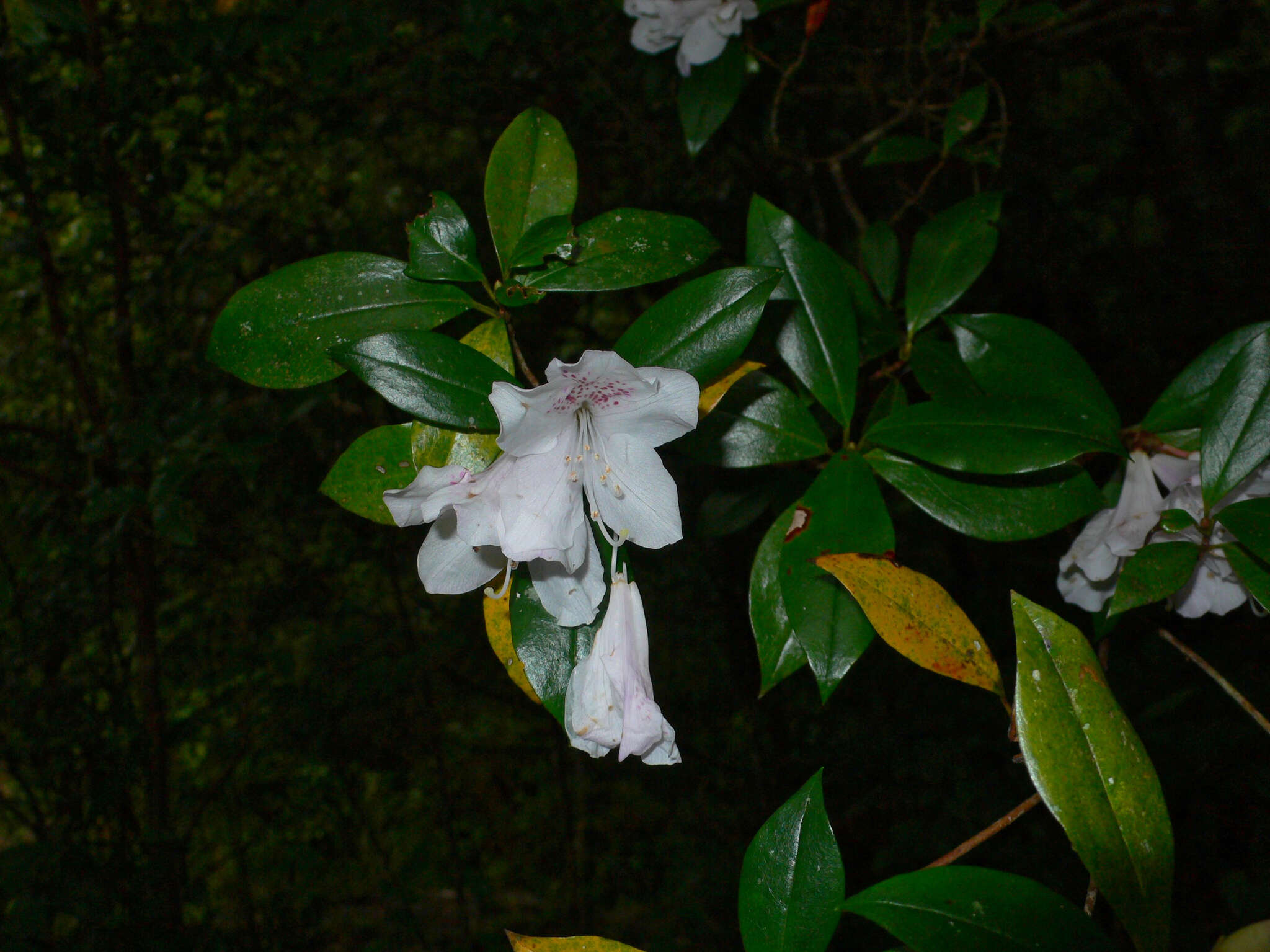 Image of Rhododendron tashiroi Maxim.