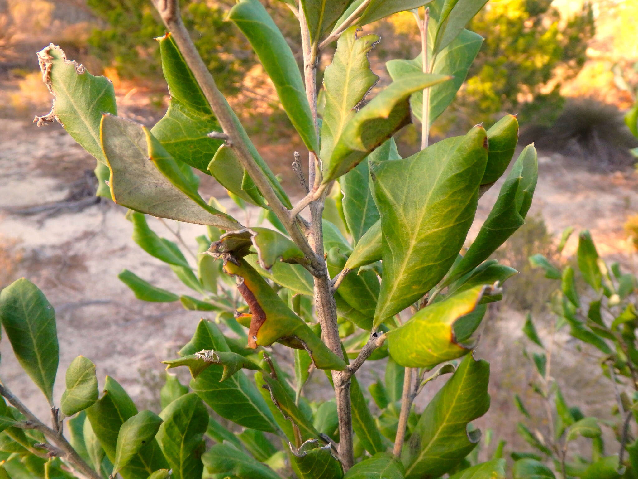 Image of Grevillea ilicifolia (R. Br.) R. Br.