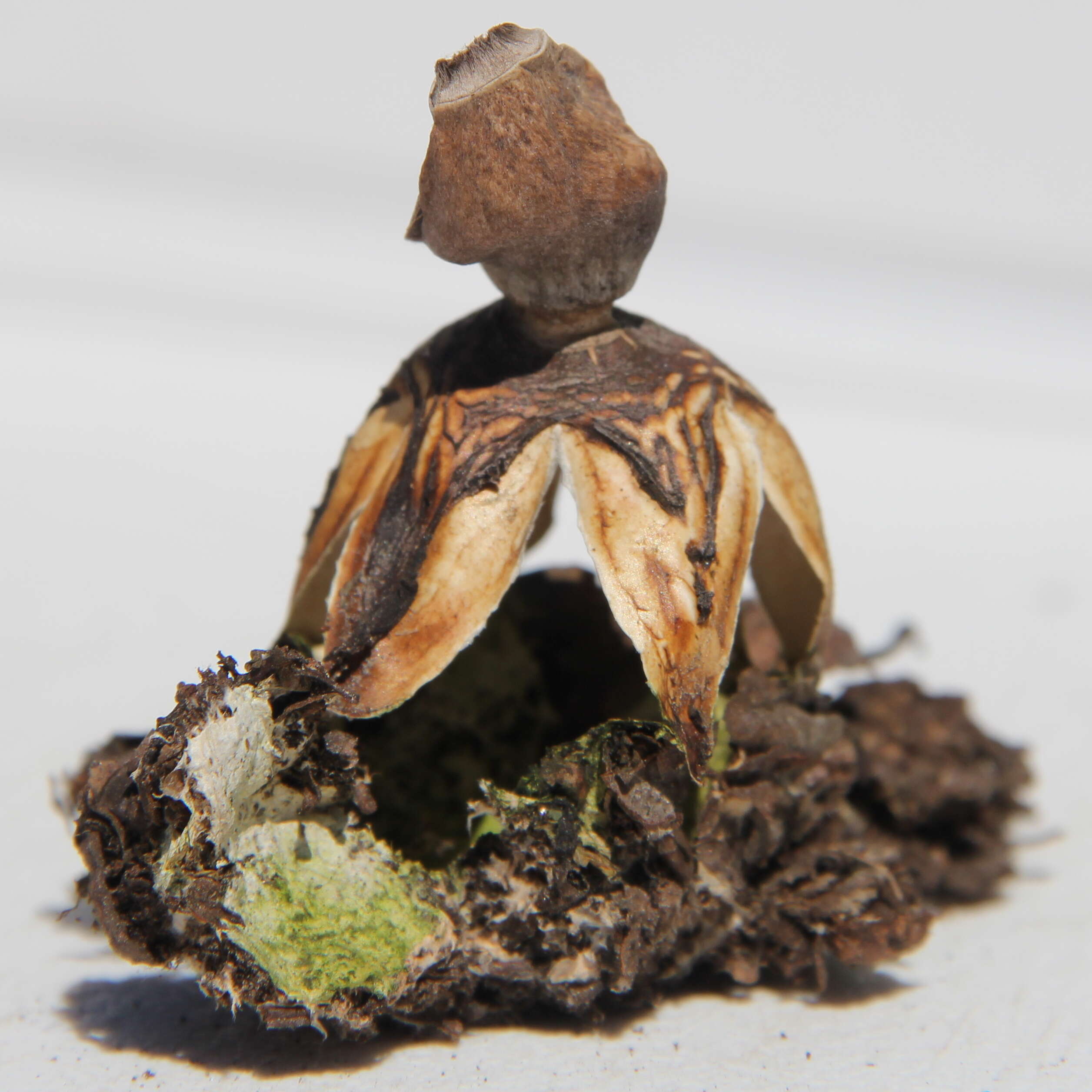 Image of Geastrum quadrifidum DC. ex Pers. 1801