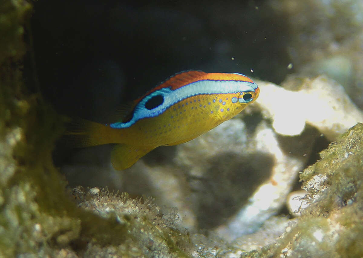 Image of Blueribbon damsel