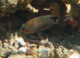 صورة Stegastes fasciolatus (Ogilby 1889)