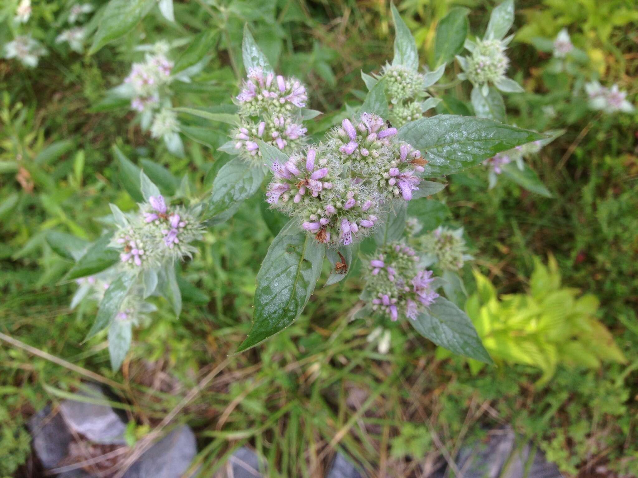Image of hoary mountainmint