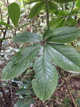 Image of shrub panax