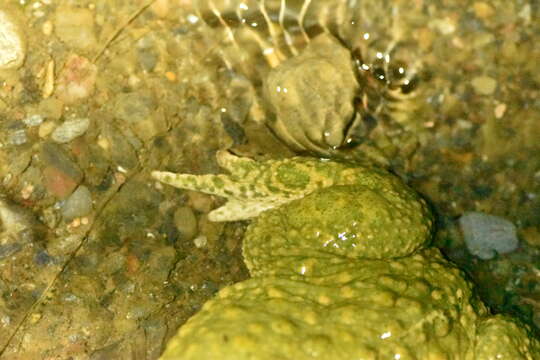 Image of Natterjack toad