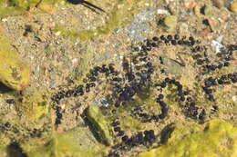 Image of Natterjack toad