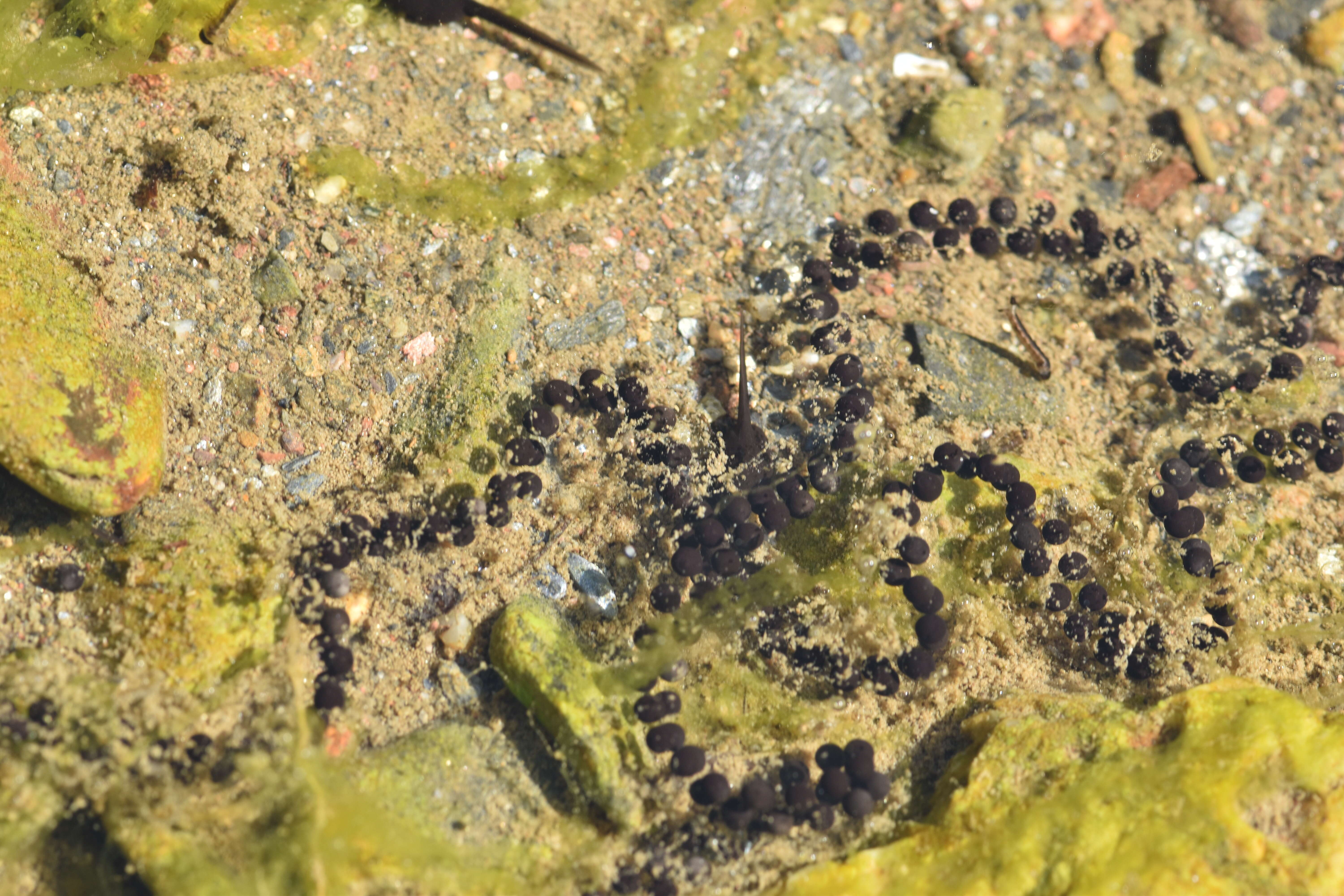 Image of Natterjack toad