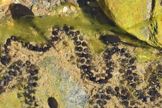 Image of Natterjack toad