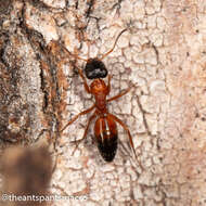 Image of Opisthopsis rufithorax Emery 1895