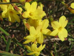 Image of winter jasmine