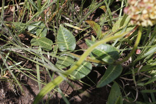 صورة Asclepias vicaria N. E. Br.