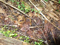 Image of Pygmy Salamander