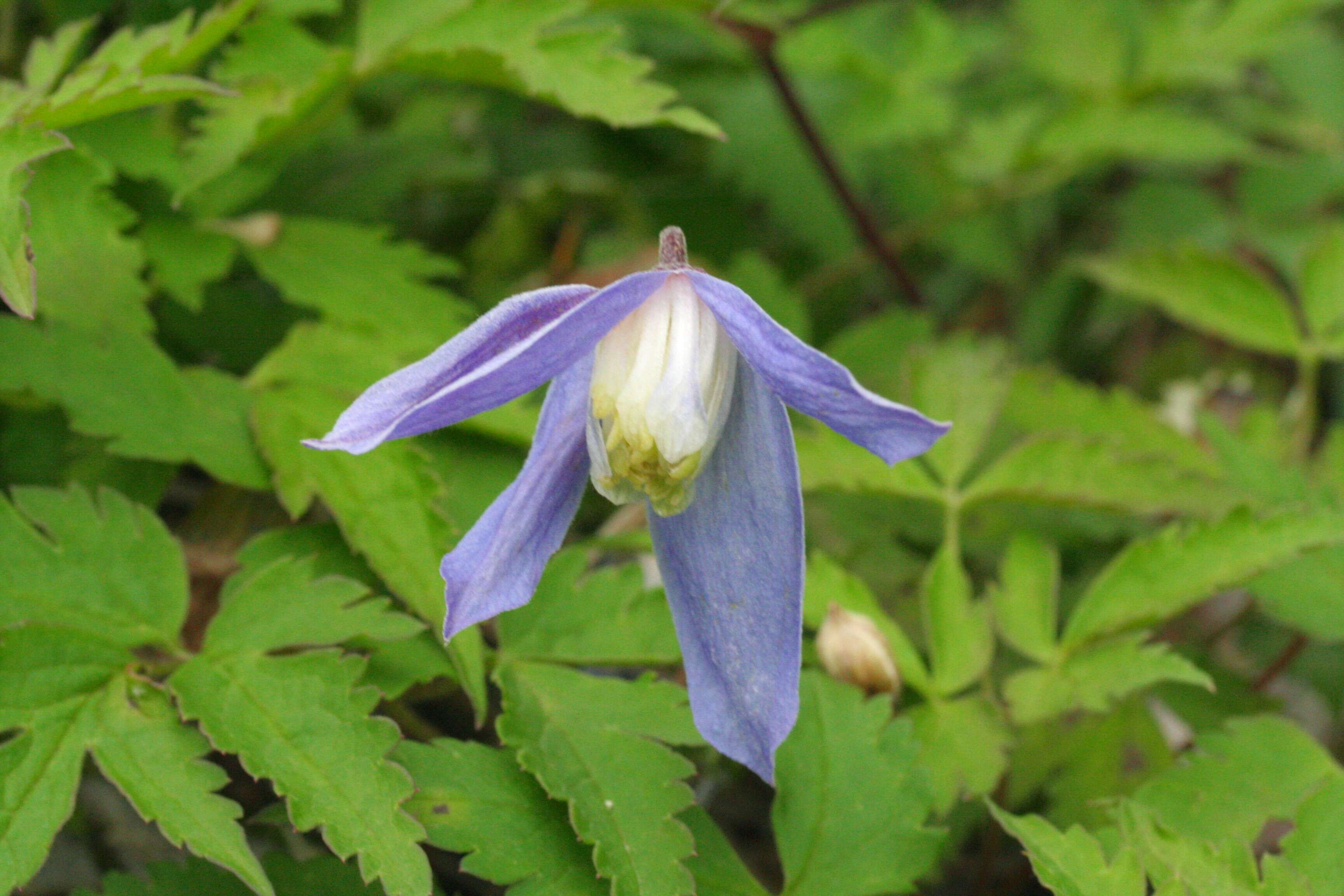 Слика од Clematis alpina (L.) Miller