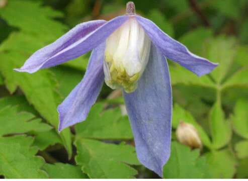 Слика од Clematis alpina (L.) Miller